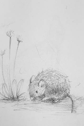 A Mouse sketch image