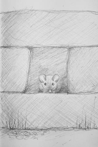 A Second Mouse sketch image
