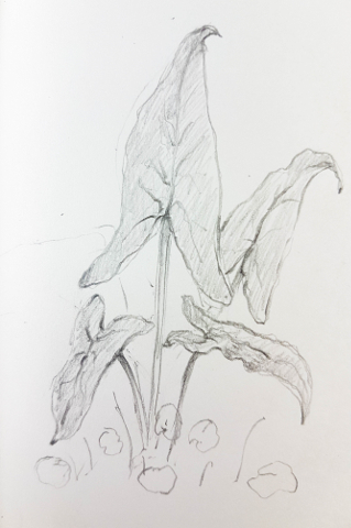 Leaves sketch image