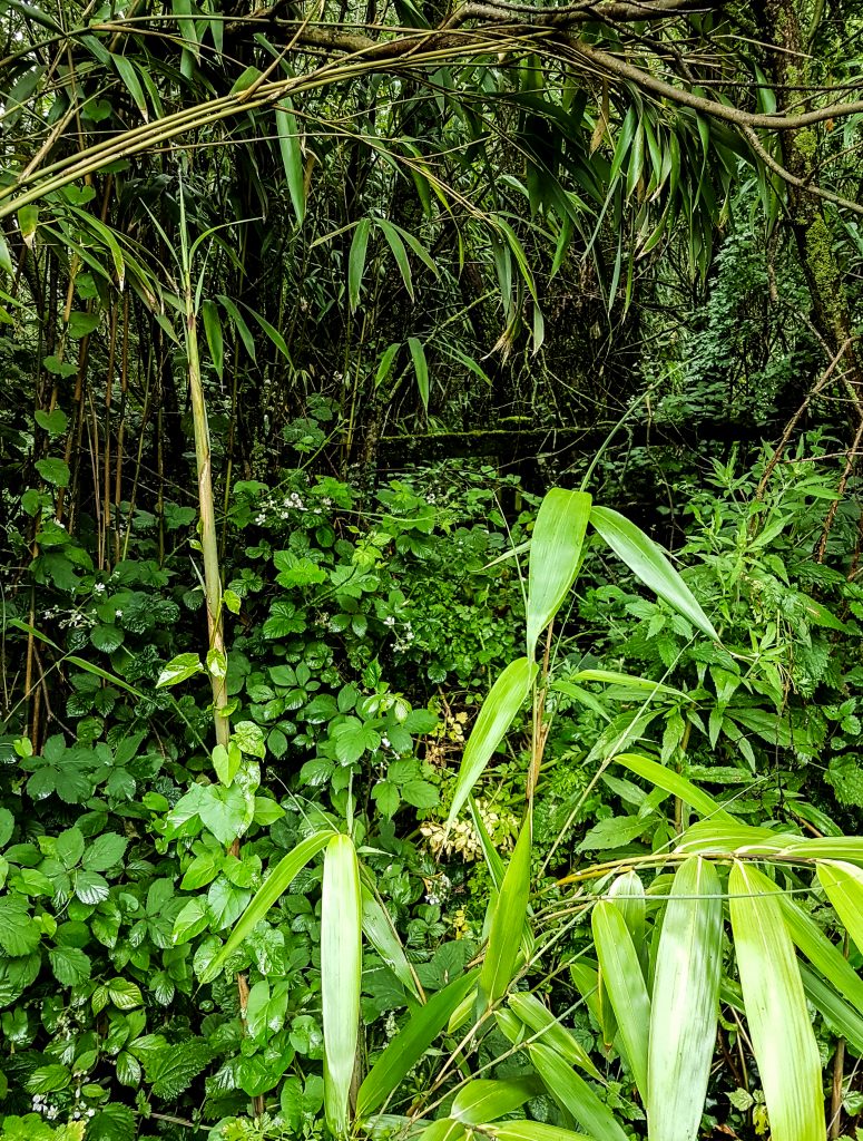 Jungle I image