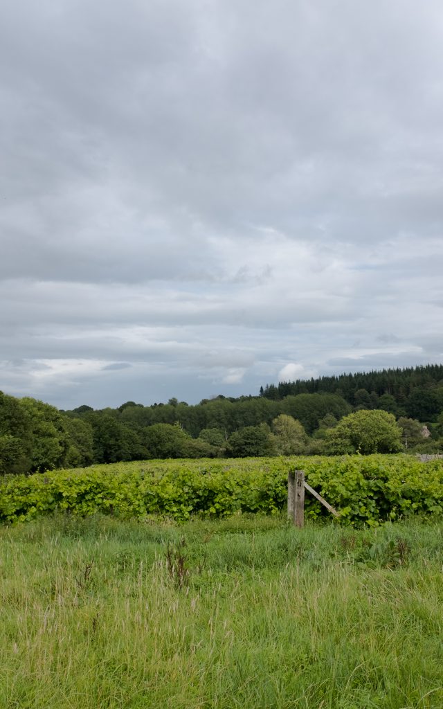 British Vineyard image