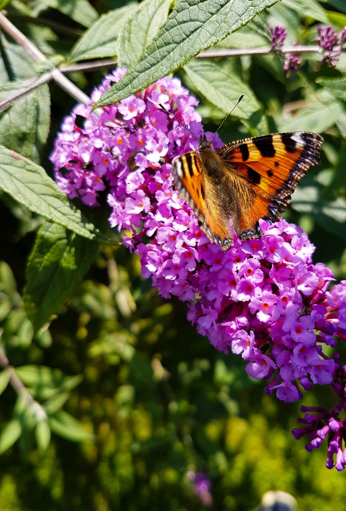 Butterfly on Buddleia I image