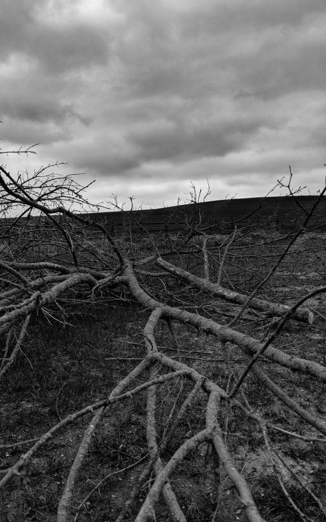 Avebury in April - Branches image