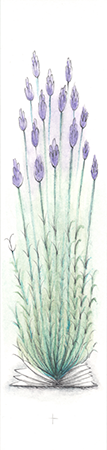 Lavender design example image
