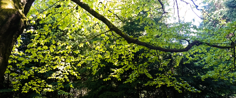 Branch of Green photo