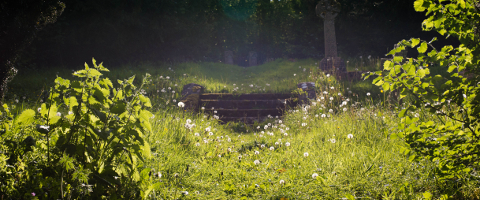 Dandelion heads in a Graveyard photo