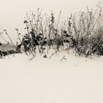 Snow Garden - Drift image