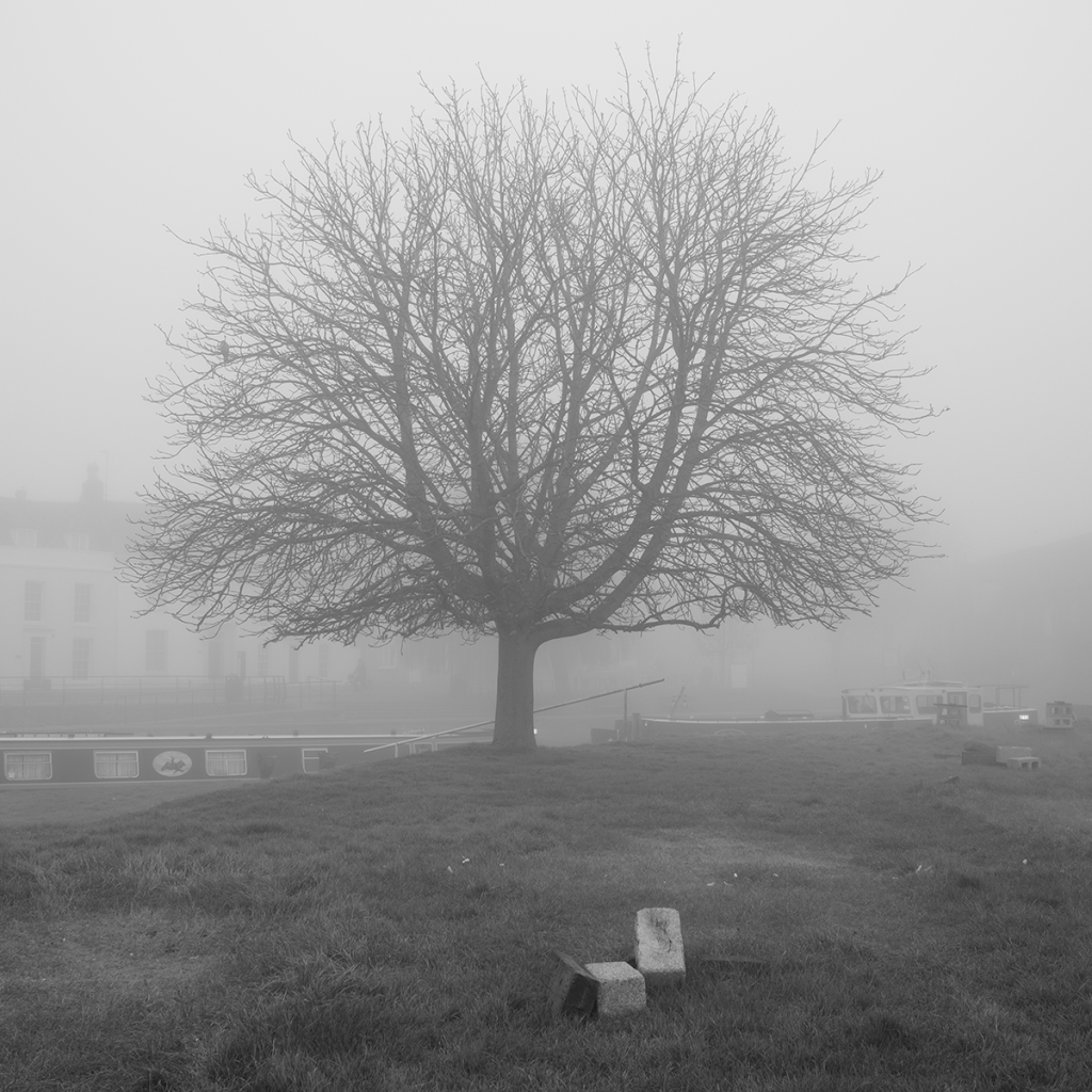 murpworkschrome - light on a lens - Tree in the Mist image