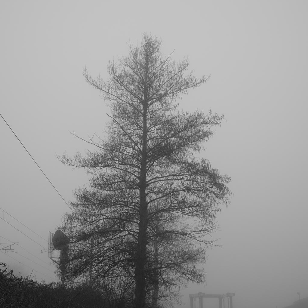 murpworkschrome - light on a lens - Another Misty Morning - Tree in the Mist I image