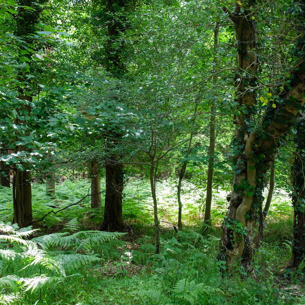 murpworkschrome - Light on a Lens - A First Outing - Suffolk Forest Green images