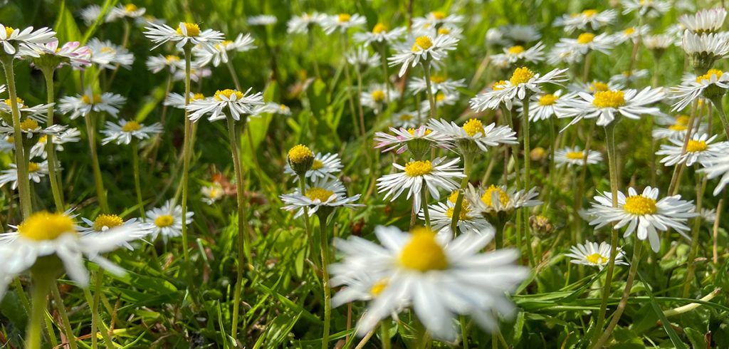 Watching the Daisies Grow - The Tales of Silverdale